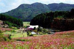 今は無き佐賀県佐里町のコスモス遊園にて・その弐