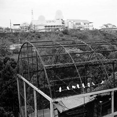 別府・ラクテンチの鳩達
