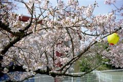 甘木山の桜・その壱