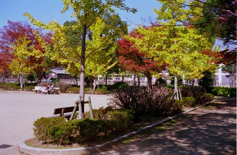 明治公園の紅葉・その壱