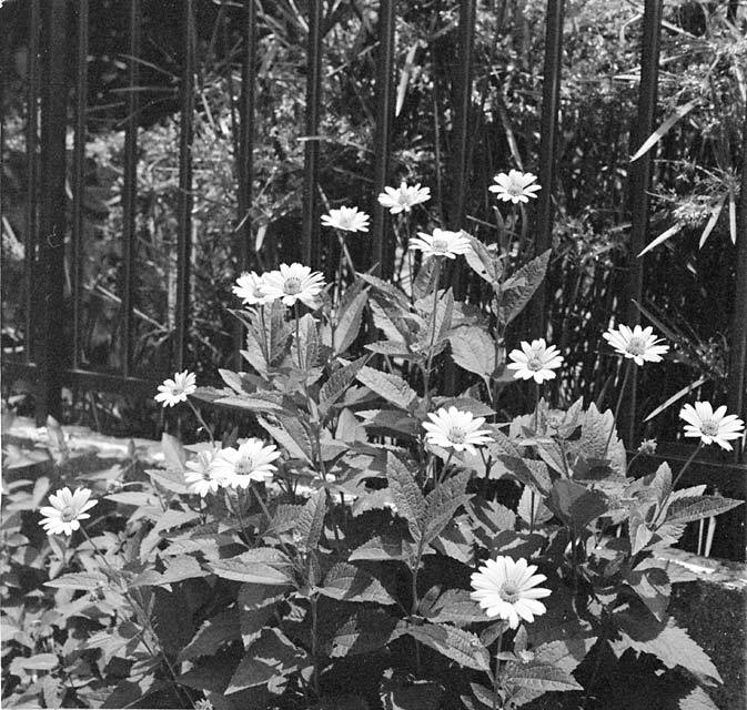 路傍の花
