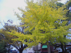明治公園の紅葉・その六