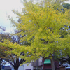 明治公園の紅葉・その六