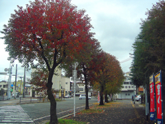大牟田市新栄町駅付近の紅葉・その四