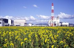 福岡県大牟田市岬のひまわり畑・その弐