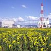 福岡県大牟田市岬のひまわり畑・その弐