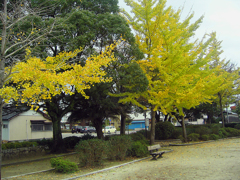 明治公園の紅葉・その四