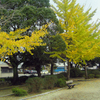 明治公園の紅葉・その四