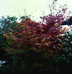 我が家の紅葉
