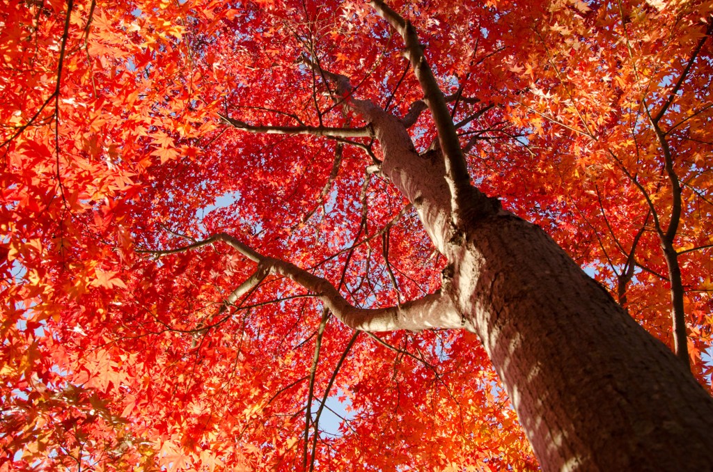 紅葉