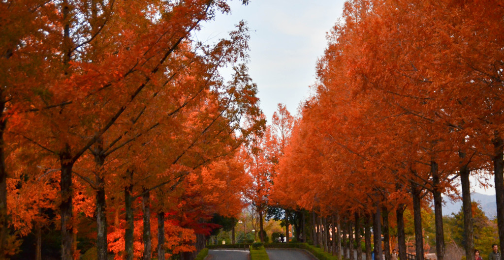 並木の紅葉