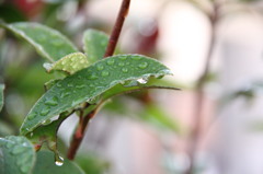 雨上がり