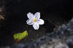 水面のサクラ