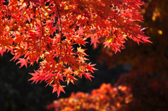 紅葉