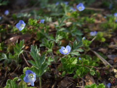 オオイヌノフグリ