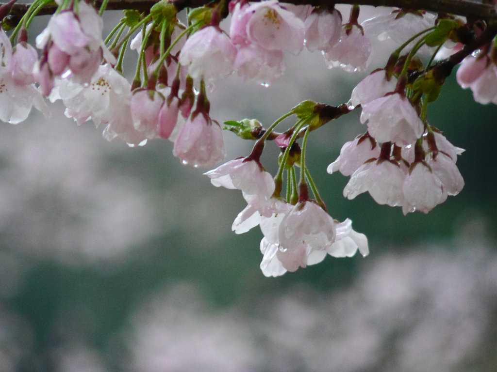 雨桜