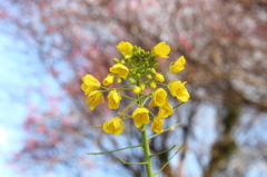 菜の花