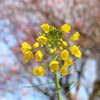 菜の花