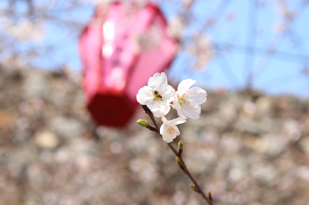 桜 in 高知城