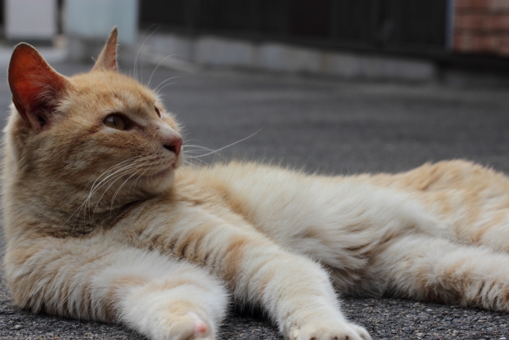 黄昏猫