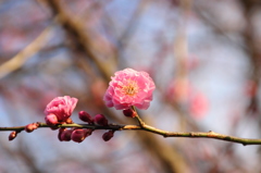 梅が開花してます