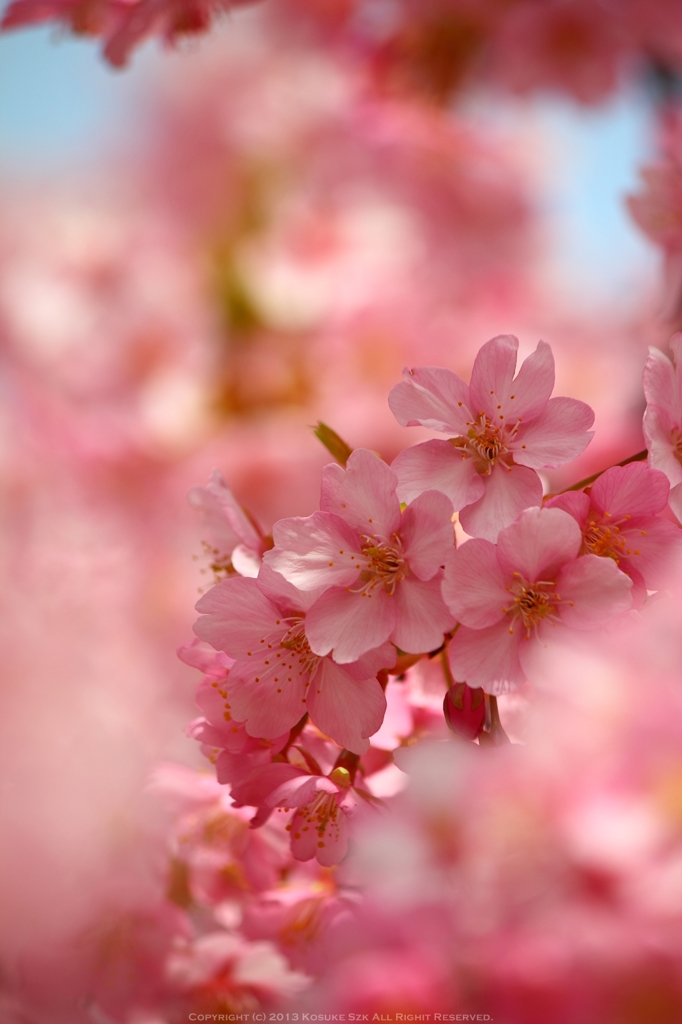 河津桜