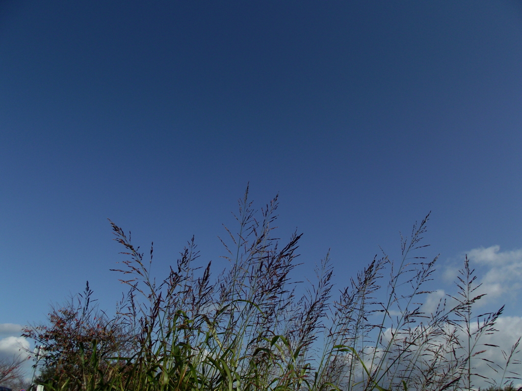 晴天（秋空）