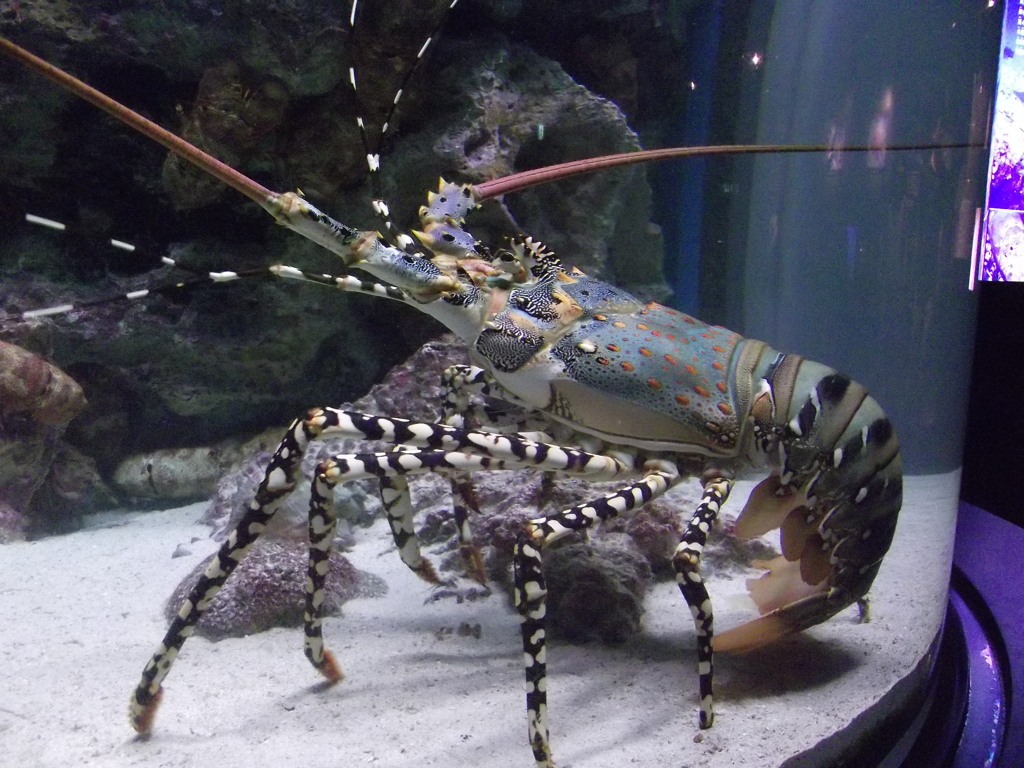 美ら海水族館