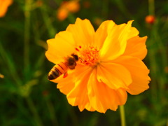 蜜蜂