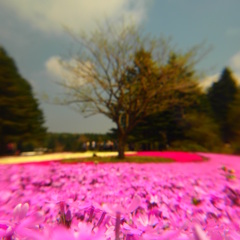 芝桜