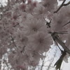 モノトーン桜