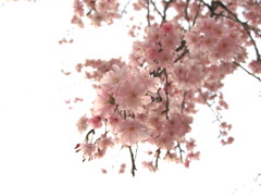 ３D桜
