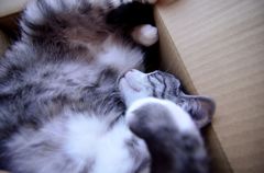 お昼寝だにゃん♪