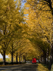 Goodbye Fall