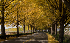 Goodbye Fall
