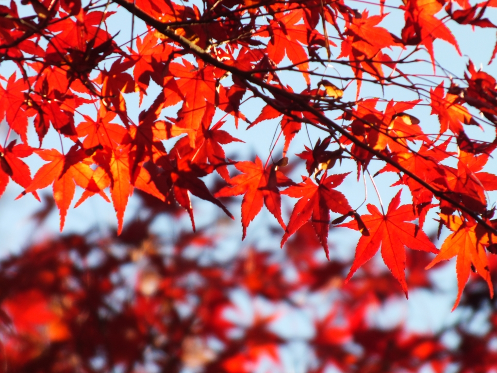 紅葉　１
