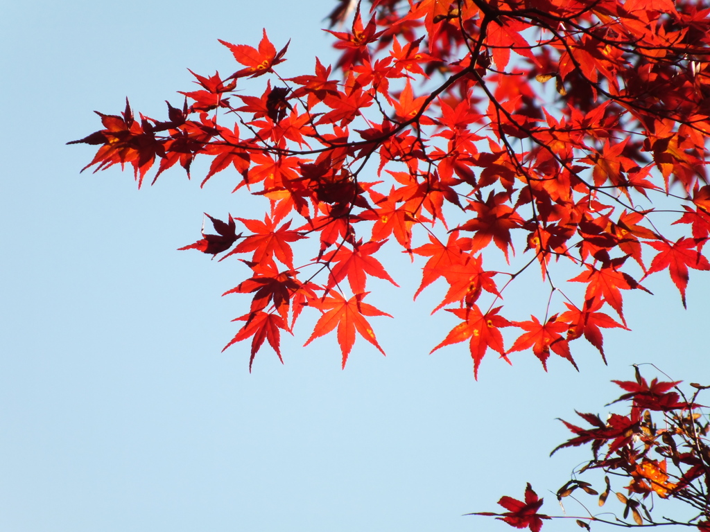 紅葉　２
