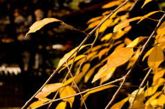 戌の日　お参り