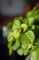 スウェーデンアイビー