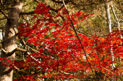 戌の日　お参り