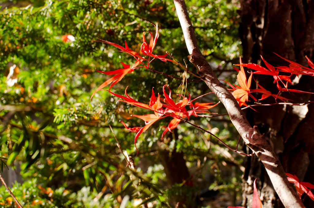 戌の日　お参り