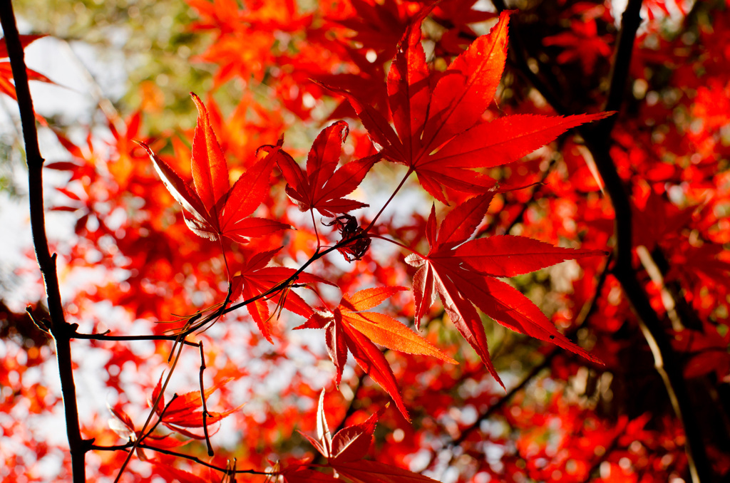 戌の日　お参り