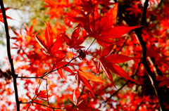 戌の日　お参り