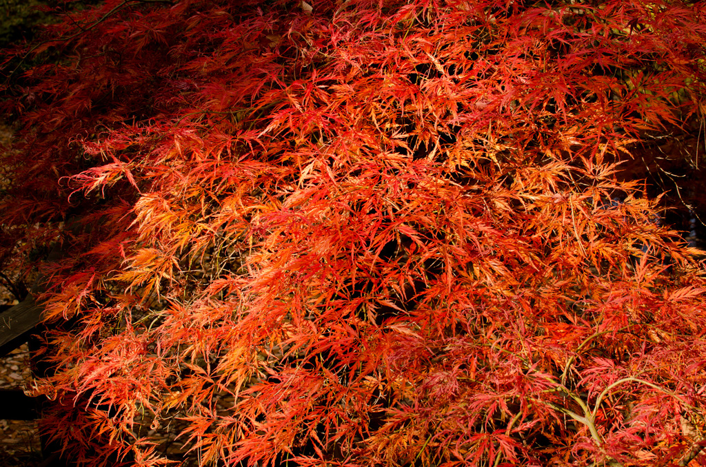 戌の日　お参り