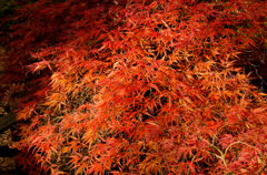 戌の日　お参り