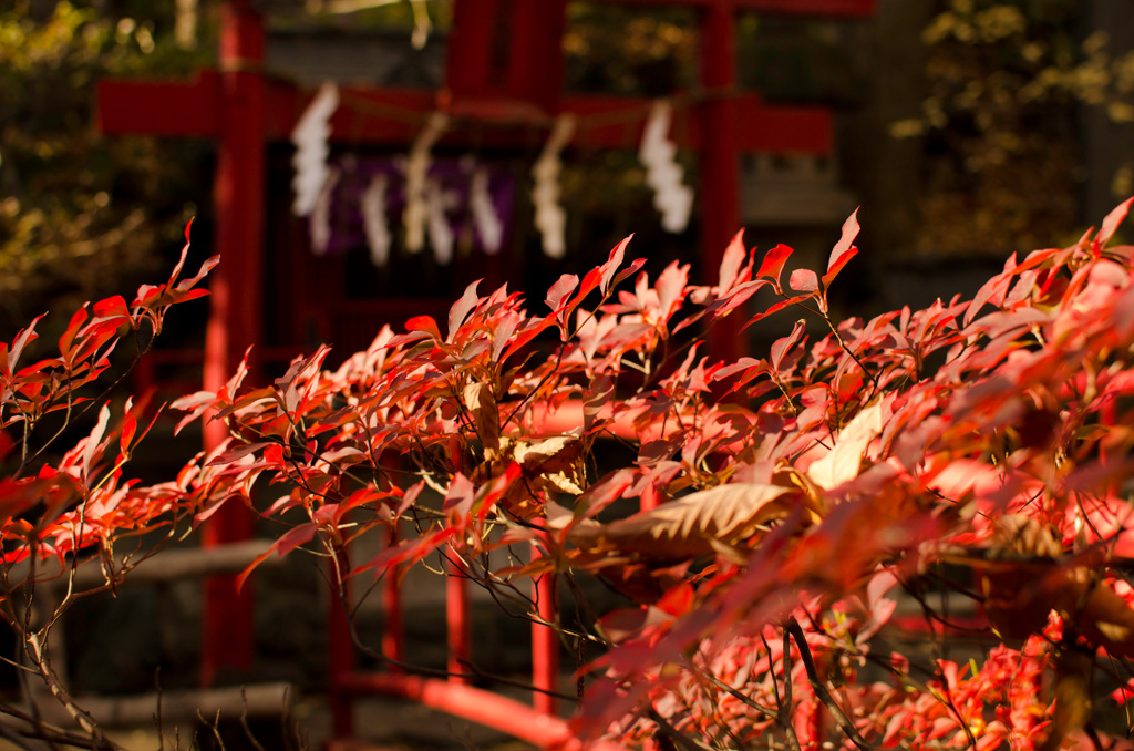 戌の日　お参り