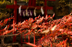 戌の日　お参り