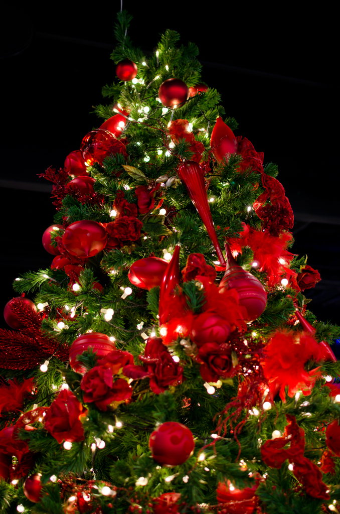パセオリニューアル　クリスマスツリー