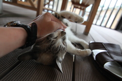 旅先の猫