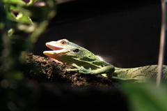 エメツリ